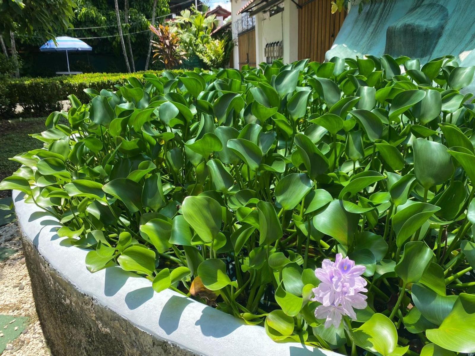 Hospedaje Quepos Buitenkant foto