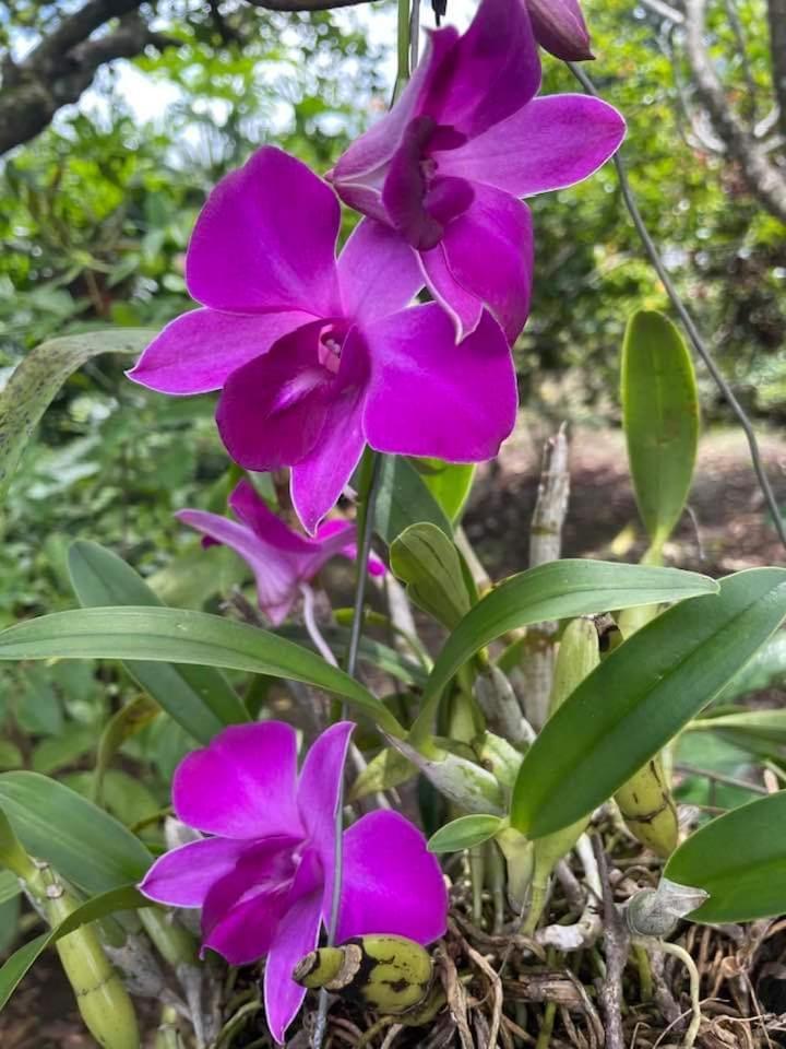 Hospedaje Quepos Buitenkant foto